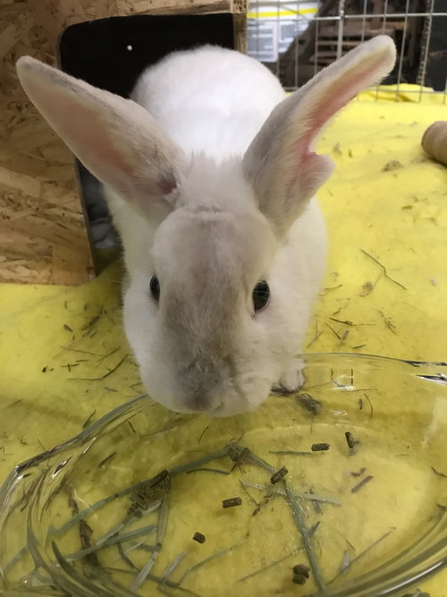 Photo 5 of Olaf