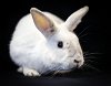 adoptable Rabbit in , OR named Olaf