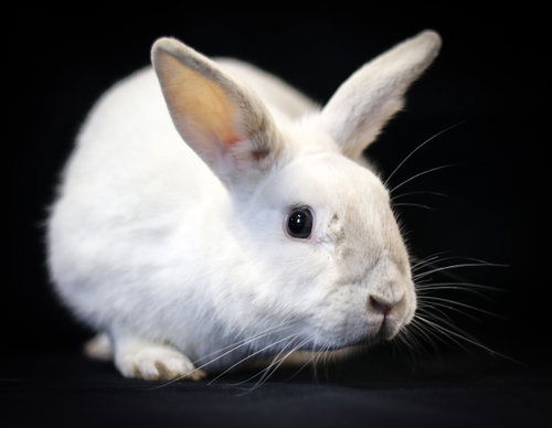 Olaf, a rabbit for adoption from Rabbit Advocates