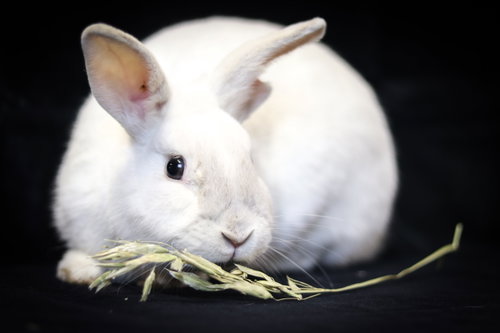 Photo 2 of Olaf