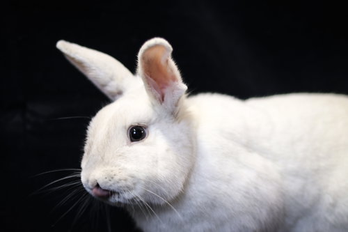 Photo 3 of Olaf