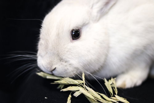 Photo 4 of Olaf