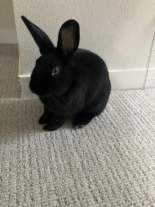 Jazper, a rabbit for adoption from Rabbit Advocates