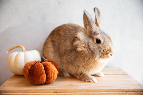 Tater Swift, a rabbit for adoption from Rabbit Advocates