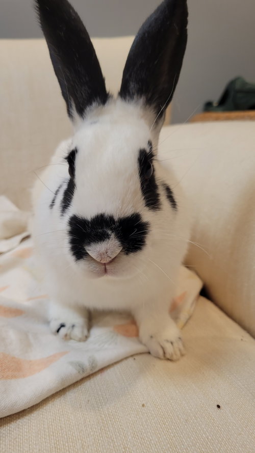 Skipper, a rabbit for adoption from Rabbit Advocates
