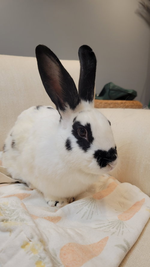 Photo 5 of Skipper