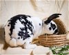 adoptable Rabbit in portland, OR named Chickadee