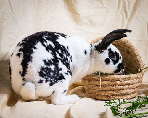 Chickadee, a rabbit for adoption from Rabbit Advocates