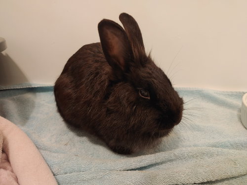 Barrel, a rabbit for adoption from Rabbit Advocates