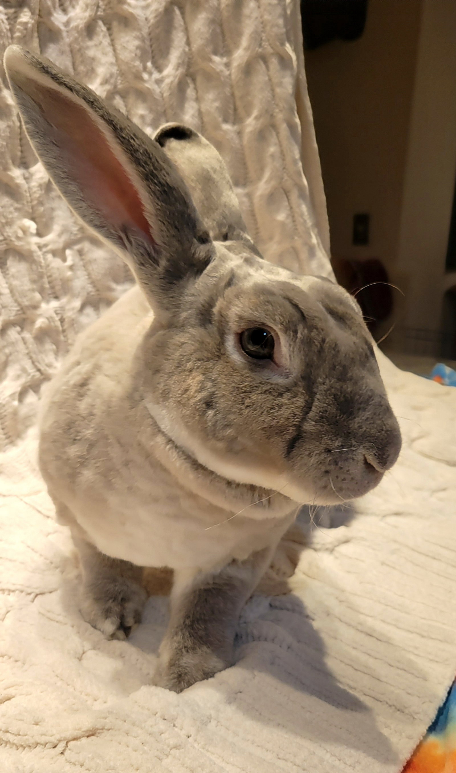 Rabbit adoption in Portland, OR 97293 Rex Rabbit "Tucker"