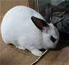 adoptable Rabbit in portland, OR named Diamond