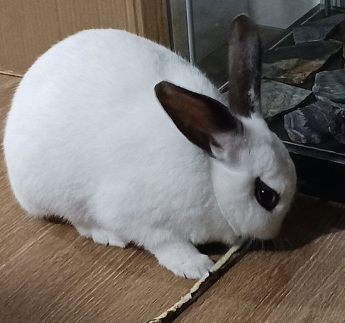 Diamond, a rabbit for adoption from Rabbit Advocates