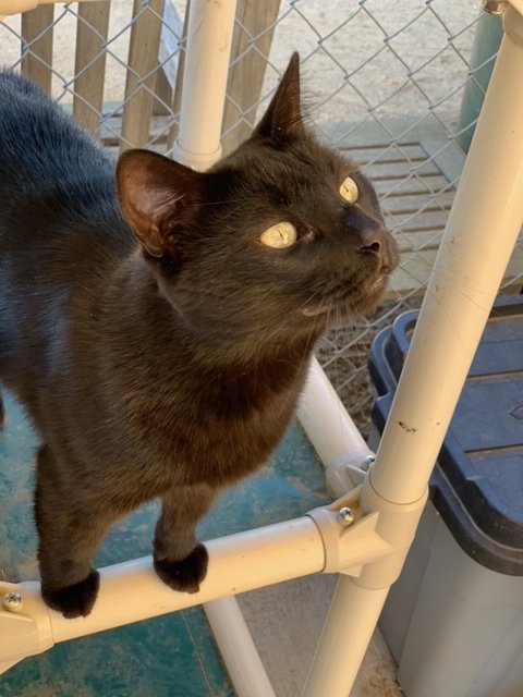 adoptable Cat in Escondido, CA named Tesla