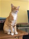 adoptable Cat in escondido, CA named Slider