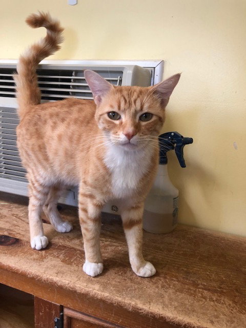 SLIDER - Domestic Short Hair available for adoption