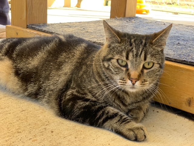 adoptable Cat in Escondido, CA named Dizzy
