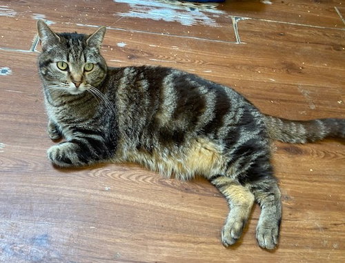 Photo 2 of Dizzy