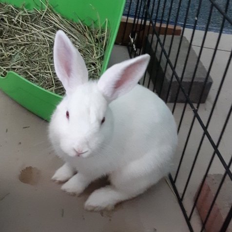 Sammy bunny