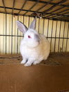 adoptable Rabbit in San Diego, CA named Ellie