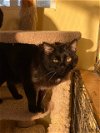 adoptable Cat in escondido, CA named Regina