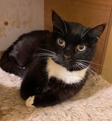 EVIE - Domestic Short Hair available for adoption