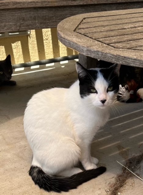 adoptable Cat in Escondido, CA named Cannoli