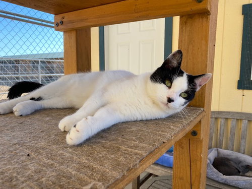 CANNOLI - Domestic Short Hair / Turkish Van available for adoption