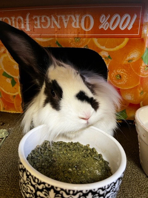 JOEY - Lionhead / English Spot available for adoption