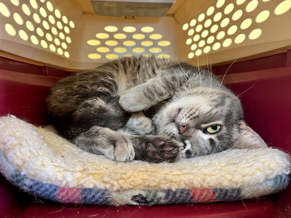 Lulu