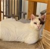 adoptable Cat in escondido, CA named Violet