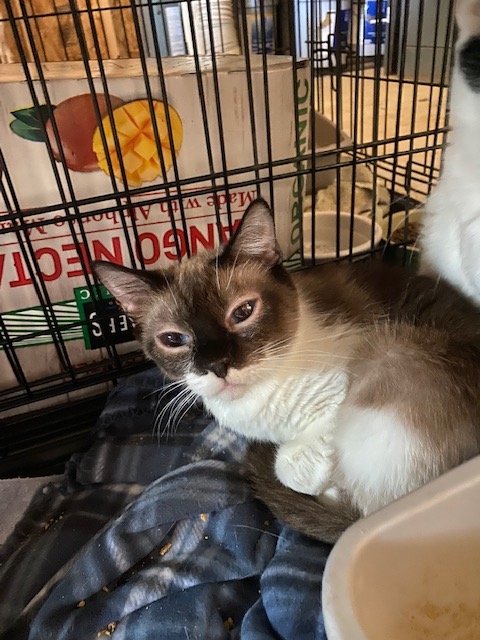 adoptable Cat in Escondido, CA named Precious