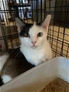 adoptable Cat in escondido, CA named TC