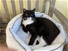 adoptable Cat in escondido, CA named Blake