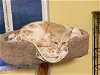 adoptable Cat in escondido, CA named Felix