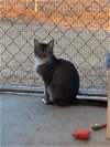 adoptable Cat in escondido, CA named Marsela
