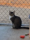 adoptable Cat in Escondido, CA named Marsela