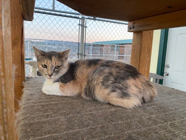 adoptable Cat in Escondido, CA named Stella