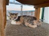 adoptable Cat in escondido, CA named Stella
