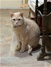 adoptable Cat in escondido, CA named Mello
