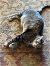 adoptable Cat in escondido, CA named Dreamy