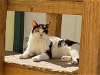 adoptable Cat in escondido, CA named Endora