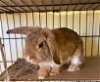 adoptable Rabbit in escondido, CA named Sasha Bunny