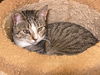 adoptable Cat in Escondido, CA named Laurel