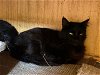 adoptable Cat in escondido, CA named Sylvester