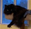 adoptable Cat in escondido, CA named Sylvester