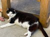 adoptable Cat in Escondido, CA named Vito