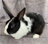 adoptable Rabbit in  named Liberty