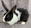 adoptable Rabbit in Escondido, CA named Liberty