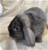 adoptable Rabbit in  named Winston