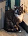 adoptable Cat in escondido, CA named Seki